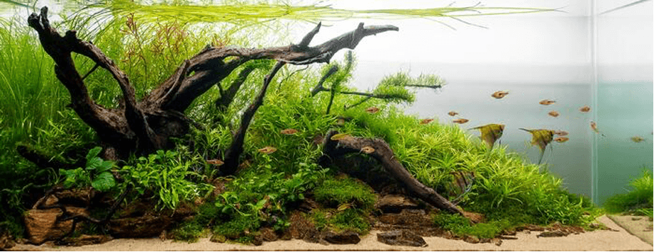 Paisajismo acuático